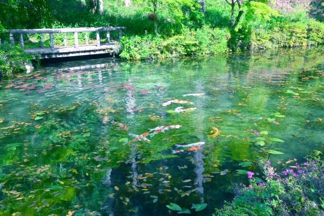 岐阜にある通称モネの池とは？